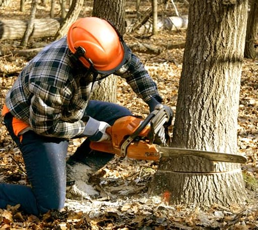 Tree Removal in Centerville, KS